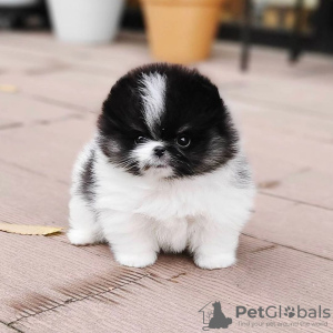 Photo №3. Pomeranian puppies. Estonia