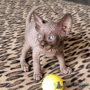 Photo №1. sphynx-katze - for sale in the city of Hamilton | negotiated | Announcement № 89021