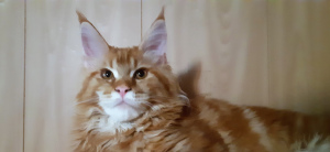 Photo №1. maine coon - for sale in the city of Yekaterinburg | 246$ | Announcement № 3698