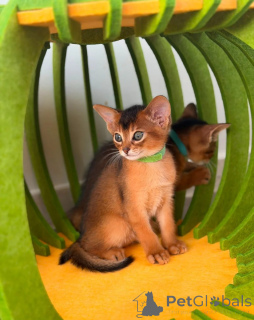 Photo №1. abyssinian cat - for sale in the city of Genoa | negotiated | Announcement № 172947