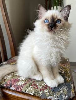 Photo №2 to announcement № 176800 for the sale of birman - buy in Finland 
