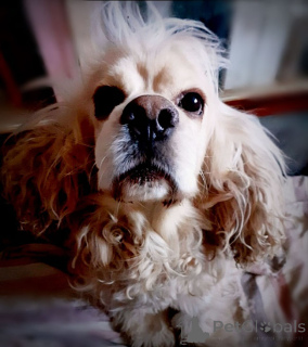Photo №3. American cocker spaniel Tosha is looking for a home. Russian Federation