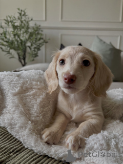 Photo №1. dachshund - for sale in the city of Magdeburg | negotiated | Announcement № 177687