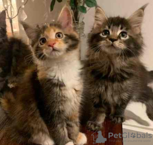 Photo №1. maine coon - for sale in the city of Berlin | 282$ | Announcement № 132660
