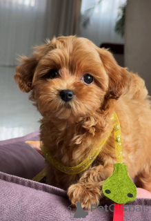 Photo №2 to announcement № 163963 for the sale of maltese dog - buy in Germany breeder