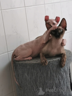 Photo №2 to announcement № 20858 for the sale of sphynx cat - buy in Germany breeder