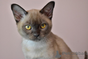Photo №2 to announcement № 9730 for the sale of burmese cat - buy in Russian Federation from nursery, breeder