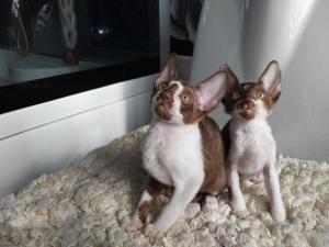Photo №2 to announcement № 2117 for the sale of cornish rex - buy in Russian Federation private announcement, from nursery, breeder