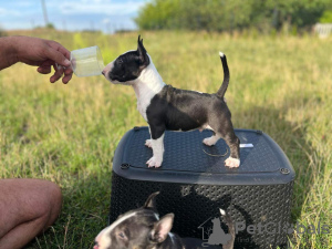 Additional photos: Miniature Bull Terrier FCI