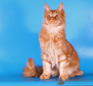 Additional photos: Maine Coon cat 6 months