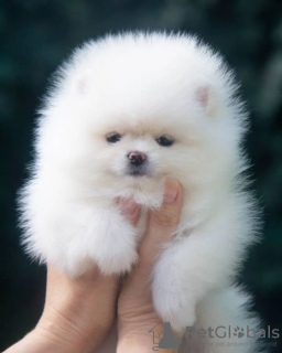 Photo №2 to announcement № 117474 for the sale of pomeranian - buy in Germany private announcement