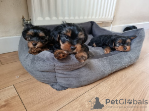 Photo №3. Yorkie puppies for sale. Germany