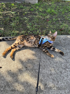 Photo №2 to announcement № 152944 for the sale of bengal cat - buy in Finland private announcement