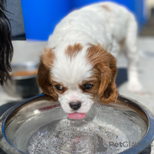 Photo №1. cavalier king charles spaniel - for sale in the city of Horgen | negotiated | Announcement № 17415