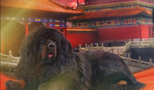 Additional photos: Tibetan mastiff puppies