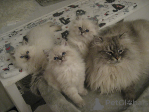 Photo №3. Beautiful Siberian kittens for sale. Russian Federation