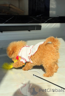 Photo №1. maltese dog - for sale in the city of Berlin | 826$ | Announcement № 163965