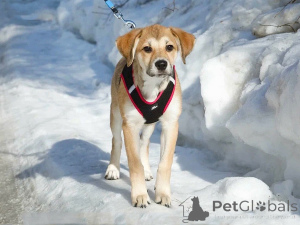 Photo №3. Affectionate and gentle puppy girl Lilu is looking for a home. Russian Federation