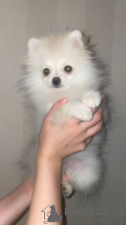 Additional photos: Pomeranian. Sale. POMERANIAN PUPPY. SALE.