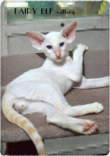 Photo №1. siamese cat - for sale in the city of Nikolaev | 790$ | Announcement № 7140