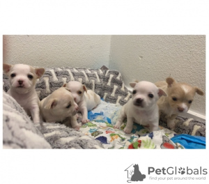 Photo №3. Cute Chihuahua Puppies for Sale. Germany