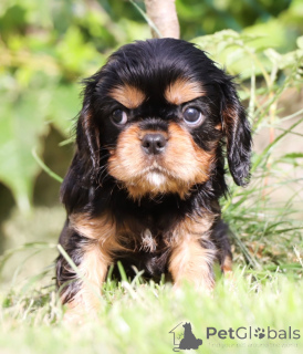 Photo №1. cavalier king charles spaniel - for sale in the city of Milan | 2000$ | Announcement № 141333