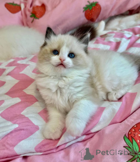 Photo №2 to announcement № 153034 for the sale of ragdoll - buy in Germany private announcement