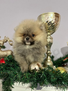 Photo №1. pomeranian - for sale in the city of Нови Сад | 528$ | Announcement № 127649