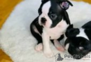 Photo №2 to announcement № 126909 for the sale of boxer - buy in Germany private announcement