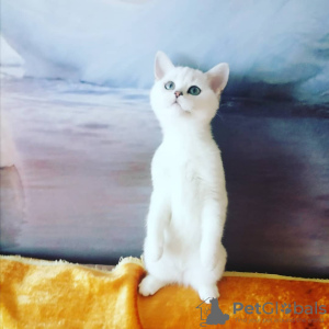 Photo №1. british shorthair - for sale in the city of Minsk | 500$ | Announcement № 6362