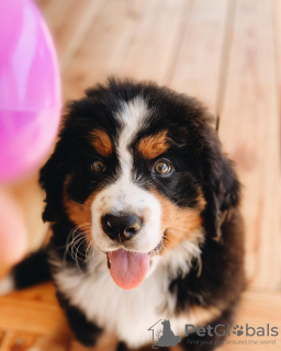 Photo №1. bernese mountain dog - for sale in the city of Munich | 423$ | Announcement № 111322