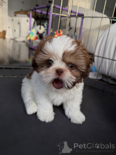 Photo №4. I will sell shih tzu in the city of Warsaw. breeder - price - negotiated