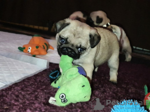 Photo №3. Amazing pug puppies. United States