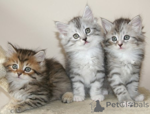Photo №1. siberian cat - for sale in the city of Hague | Is free | Announcement № 160441