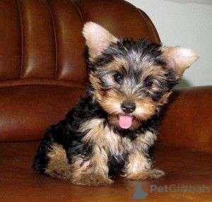 Photo №1.  - for sale in the city of Edmonton | 600$ | Announcement № 164605