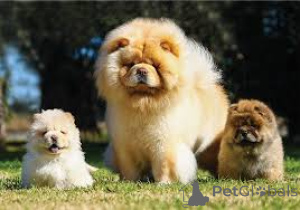 Photo №1. chow chow - for sale in the city of Rotterdam | 723$ | Announcement № 165605