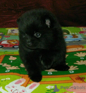 Photo №4. I will sell pomeranian in the city of Minsk. private announcement - price - Is free