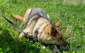 Photo №3. WE ARE LOOKING FOR A HOME FOR GIRL LISA. Russian Federation