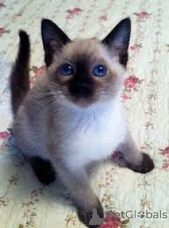 Photo №2 to announcement № 163259 for the sale of siamese cat - buy in Switzerland private announcement, breeder