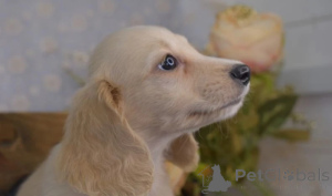 Photo №4. I will sell dachshund in the city of Innsbruck. breeder - price - 460$