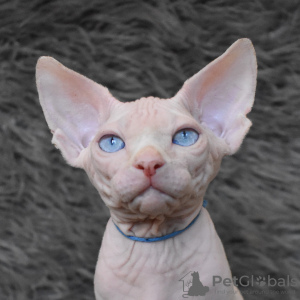 Photo №1. sphynx cat - for sale in the city of Simferopol | 473$ | Announcement № 17777