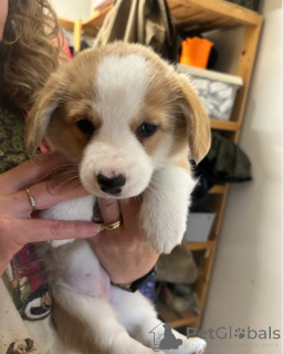 Photo №3. Welsh corgi puppy. Germany