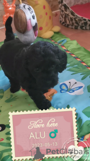 Additional photos: miniature poodle cute puppies