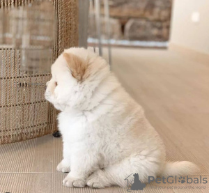 Photo №2 to announcement № 57878 for the sale of chow chow - buy in Czech Republic 