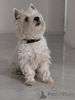 Photo №2 to announcement № 79264 for the sale of west highland white terrier - buy in Serbia breeder