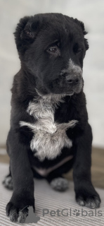 Additional photos: Alabai Central Asia Shepherd Dog Nurdzhakhan kennel