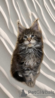 Photo №1. maine coon - for sale in the city of Ногинск-9 | negotiated | Announcement № 13433