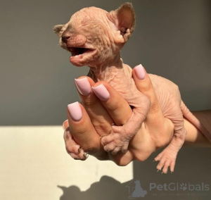Photo №2 to announcement № 159885 for the sale of sphynx cat - buy in Lithuania private announcement