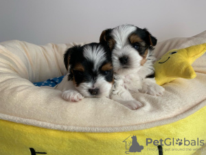 Photo №2 to announcement № 95027 for the sale of yorkshire terrier - buy in Germany private announcement