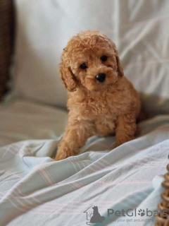 Photo №4. I will sell poodle (toy) in the city of Нови Сад.  - price - 634$
